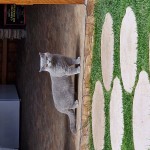 Botezatu Cosmin-Petrica